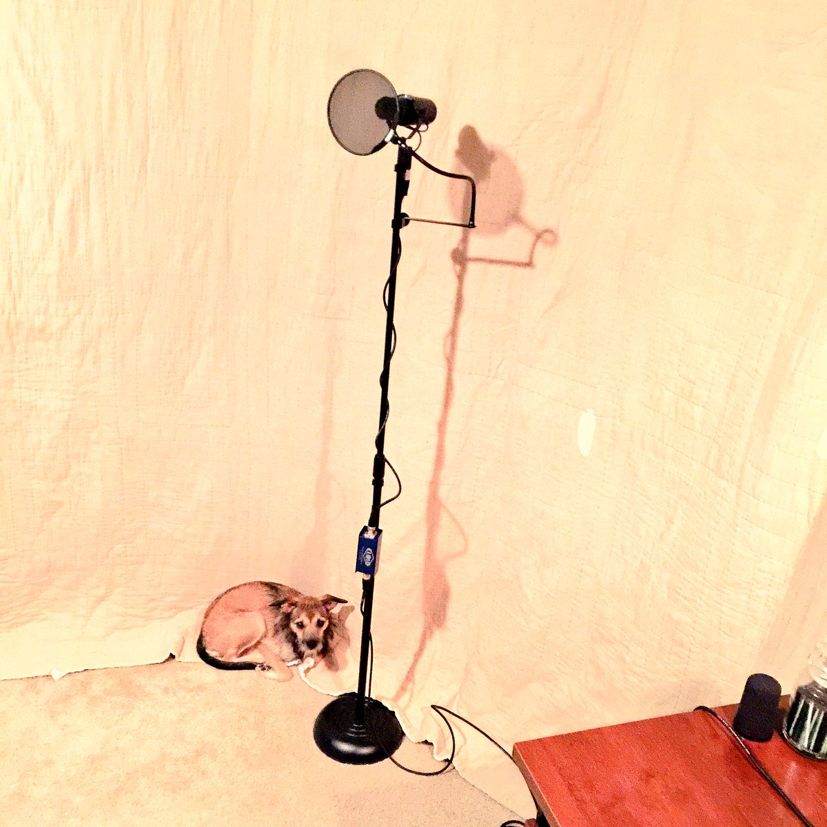ByronDeMent's tweet photo. Recording "Breathe." Prince Phillip knows just where to be... #MusicalPup #Breathe #Music #OrlandoStrong #hungry https://t.co/eU6O0G054Z
