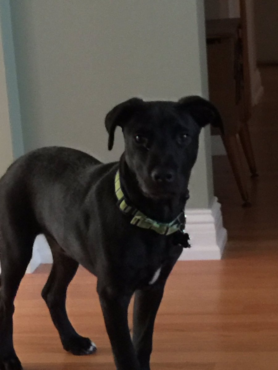 Mccrumbles's tweet photo. #puppylove #blacklabsmatter #juleswinnfield #babypuppy #dogsoftwitter https://t.co/4HZuLcwQxp