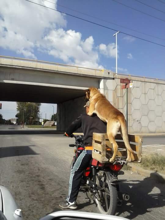 Dcesar1's tweet photo. Jajaj ese perro https://t.co/iwLgEwMXxA