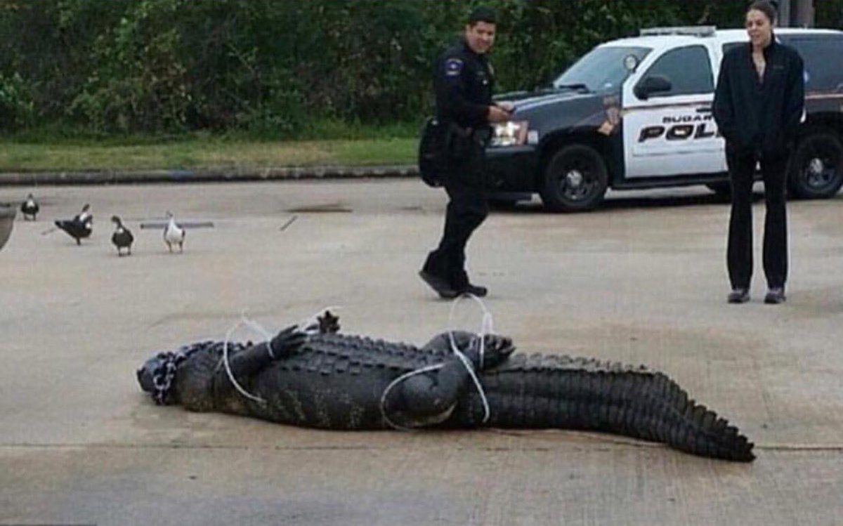 Meanwhile they killin black men but got all the sense on how to detain a Mf alligator..