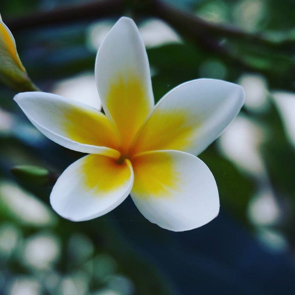 MChaimo's tweet photo. Nature beauty. #nature #love #nature_shooters #instacool #follow #followforfollow #dailypi… https://t.co/M6Ad0mvrPo https://t.co/X7UiWfSQUg