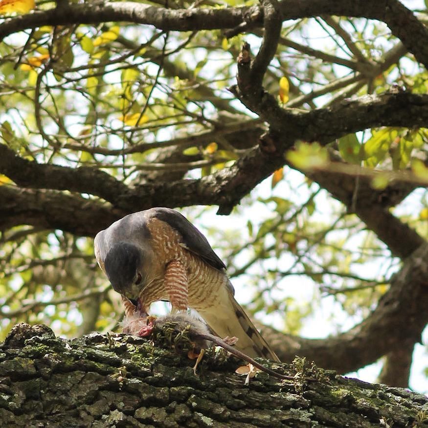 wildinhouston's tweet photo. Zoom in... "Oh 😞...Cool." #hawk #rat #lunch #killingtree #kindagross -:-:-:-:-:-:-:-:-:-:-:-:-:-:-:-:-:-:-:-:-:-:-:… https://t.co/dKJbH05ycQ