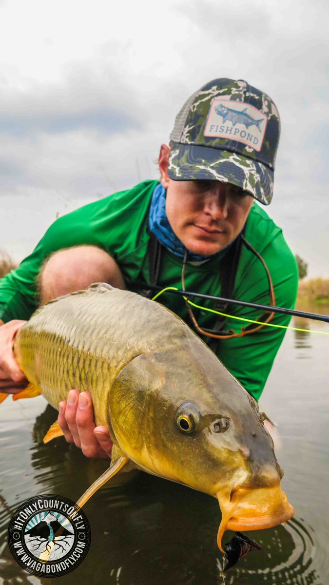 VagabondFly's tweet photo. Rubber tail matched by rubber lips! Mick Jagger would be proud: but how do you target #Carp in the winter? #YourTip https://t.co/xswZqXfSOx
