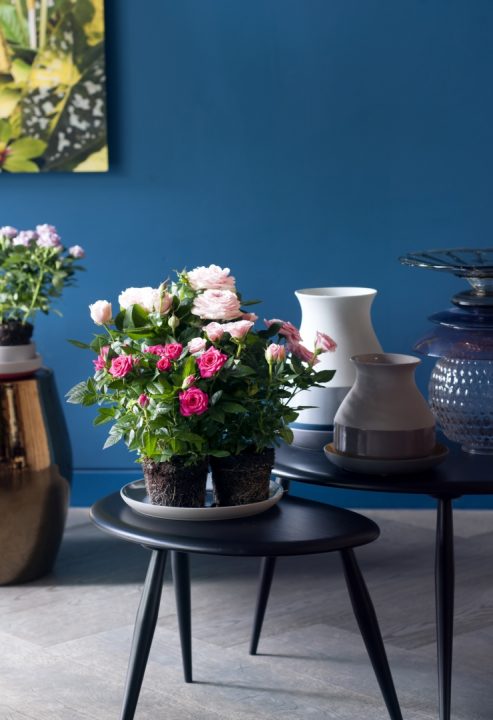 StijlvolStyling's tweet photo. Groen wonen | In sprookjesachtige sferen met de ... - https://t.co/Wn1sn7TKpt
#woonplant #potroos #groen #planten https://t.co/p7KzYPlnMt