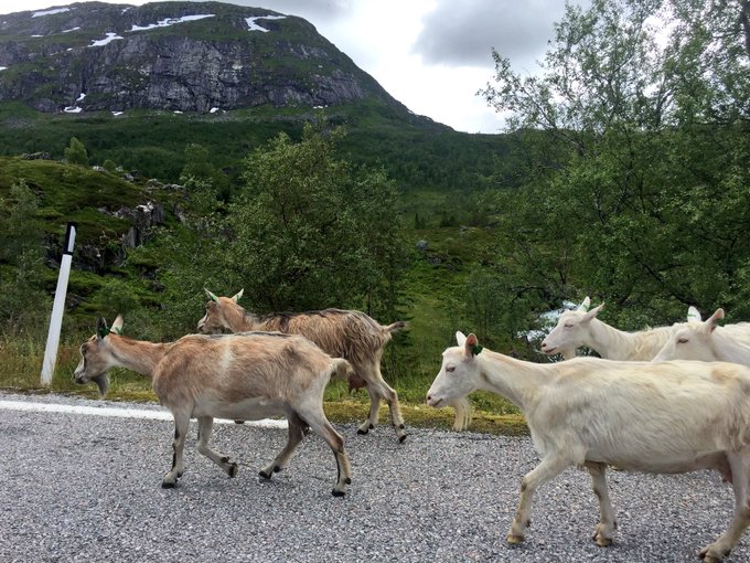 Unfjordgettable few days road tripping through Norway!#ciderhouseviews #snowinJuly #yesthatstheroad #roadsidefriends<a href="/tag/ciderhouseviews"class="tags"><span>#ciderhouseviews</span></a><a href="/tag/snowinjuly"class="tags"><span>#snowinjuly</span></a><a href="/tag/yesthatstheroad"class="tags"><span>#yesthatstheroad</span></a>