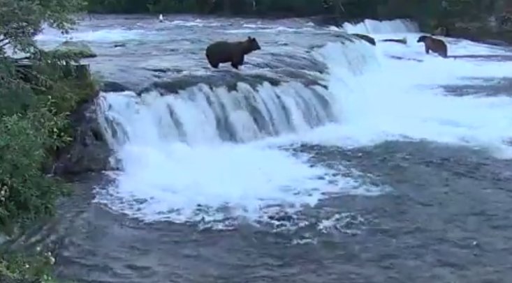 readerfr's tweet image. Regardez une partie de pêche d'ours bruns dans l'Alaska depuis votre ordinateur reader.fr/373658/regarde…