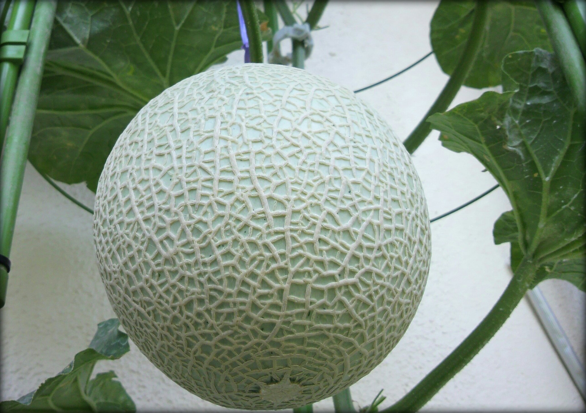 Rik Ya W ベランダメロン プロジェクト Musk Man 緑肉 ベランダ菜園 ベランダ栽培 プランター菜園 家庭菜園 アールスメロン ベランダ メロン 二次ネット メロンボール T Co U2gysuauhh Twitter