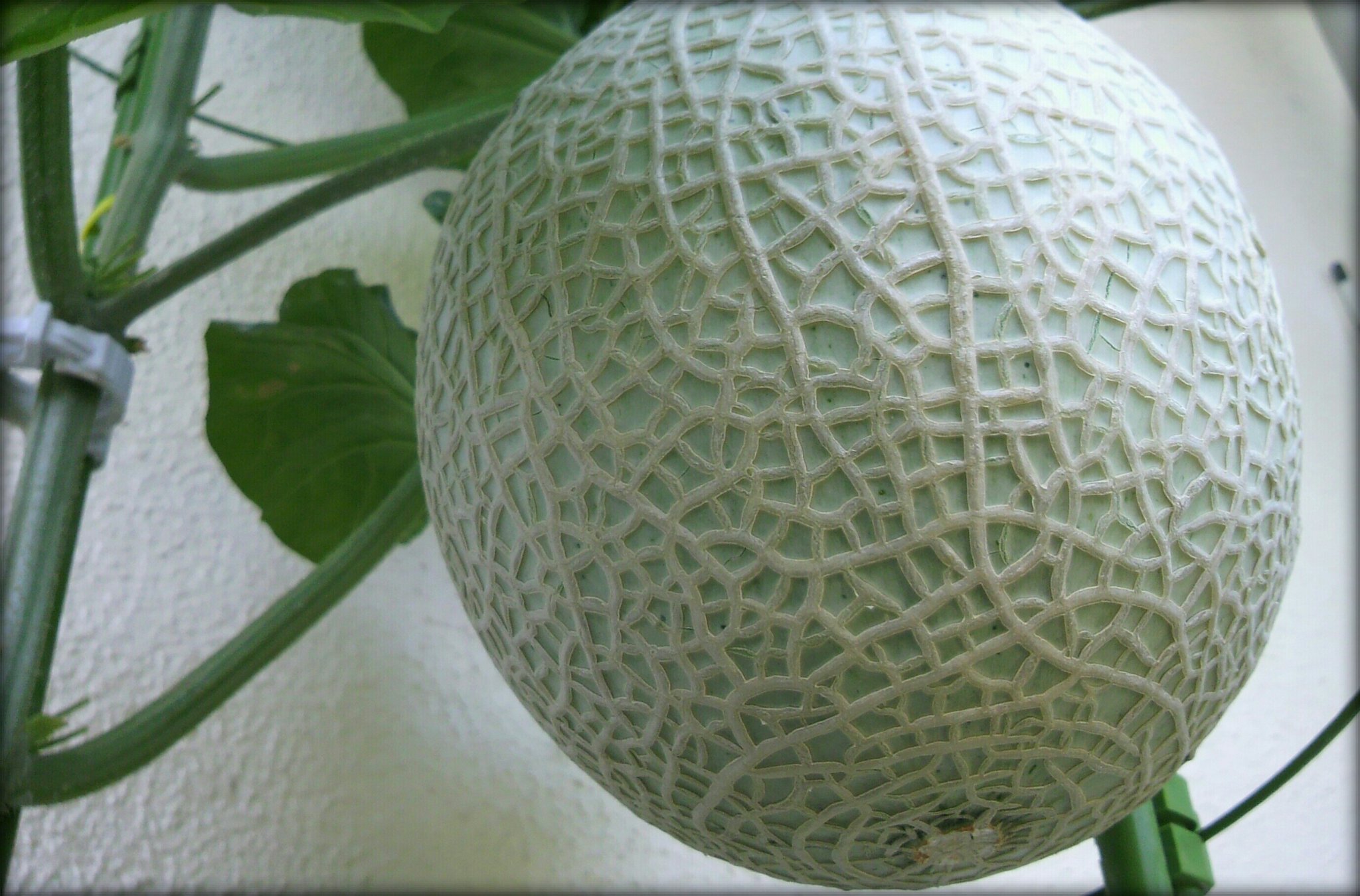 Rik Ya W ベランダメロン プロジェクト Musk Man 緑肉 ベランダ菜園 ベランダ栽培 プランター菜園 家庭菜園 アールスメロン ベランダ メロン 二次ネット メロンボール T Co U2gysuauhh Twitter