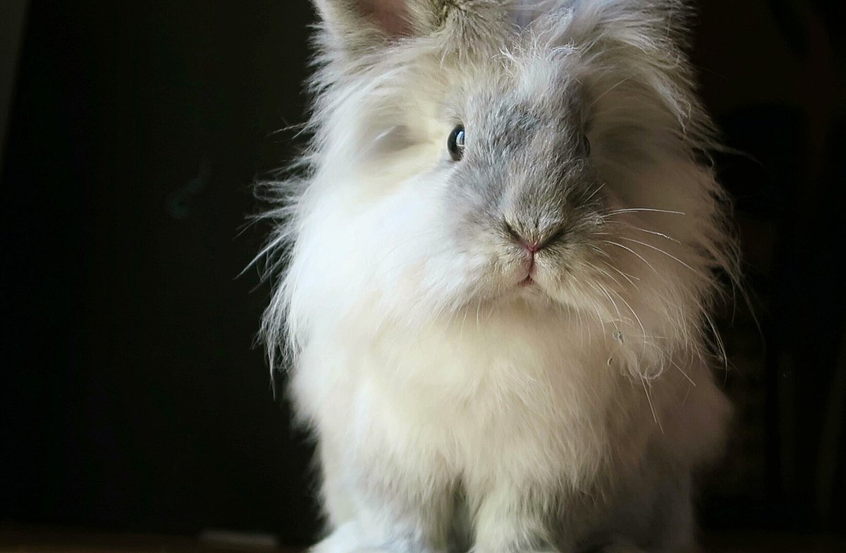 Pequenos Orejones On Twitter Muy Buenos Dias