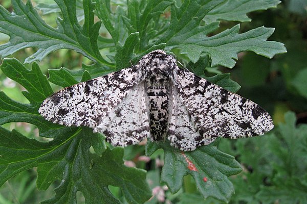 KeeleNatHist's tweet photo. Peppered Moth, beloved of evolutionary studies, in #keelemothtrap @KeeleUniversity today. https://t.co/VQsaIA8HhW
