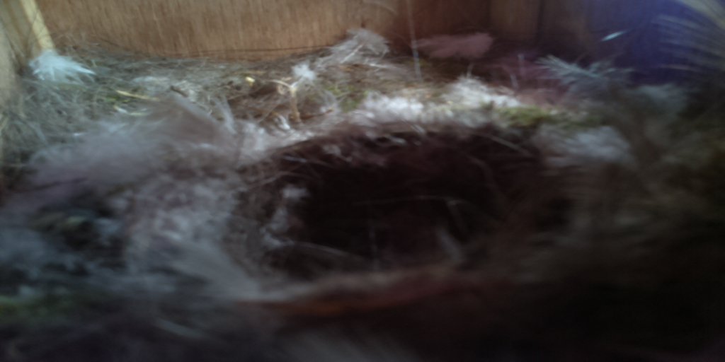 BirdsEyeView_'s tweet photo. here is the bird box20160707-130619 https://t.co/C9N6CBa8JU