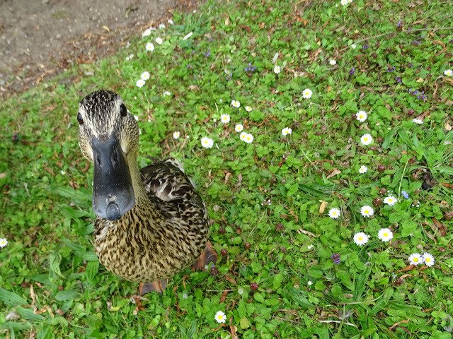 duckoftheday's tweet image. 7 Jul 2016