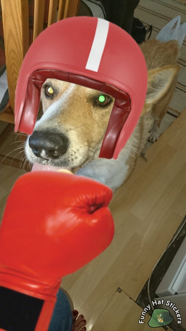 funnyhatdudes's tweet photo. The real #DOGE! #dogsoftwitter #dogs #fhs #boxer https://t.co/OpO0wPpPiD https://t.co/5PpevOtm5M