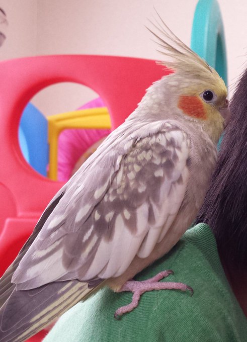 オカメインコのtwitterイラスト検索結果 古い順