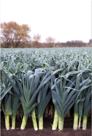 DiscoverLeeks's tweet photo. Do you know how #leeks are grown? Let our leek growers tell you all about it https://t.co/BQbipgwT04 #loveleeks https://t.co/a5K2WW1r4R