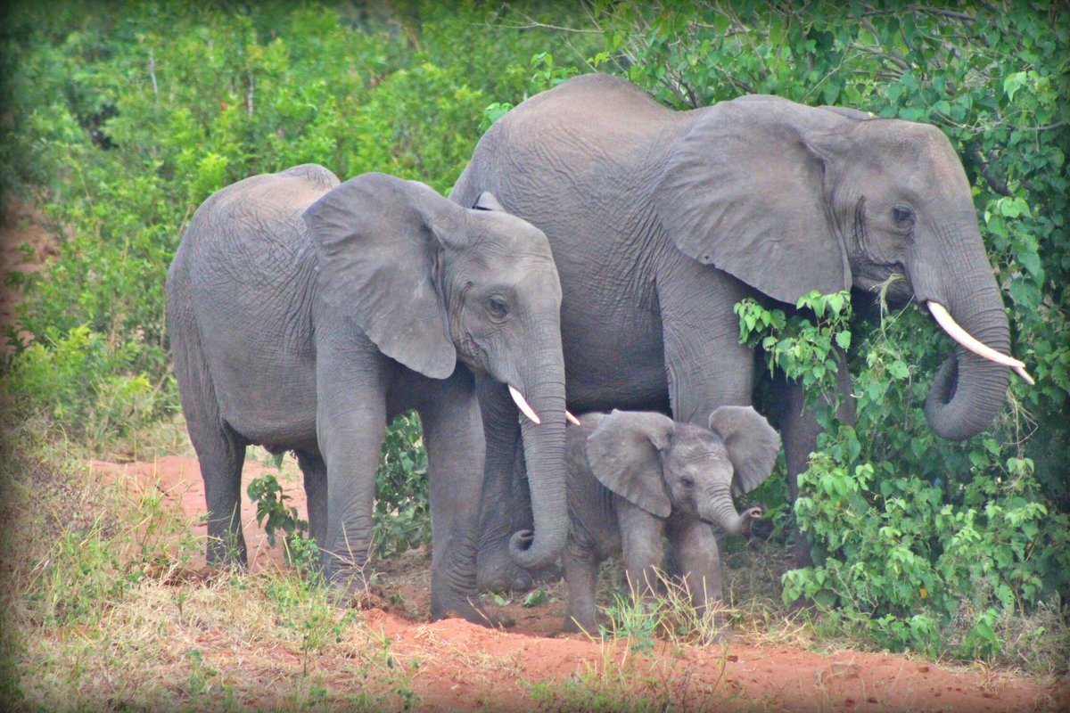 Hey! <a href="/WildJunket/">Nellie Huang</a> <a href="/ZQCollection/">ZQ Collection</a> We are fans of the Zambezi Queen! This picture was taken in Chobe!