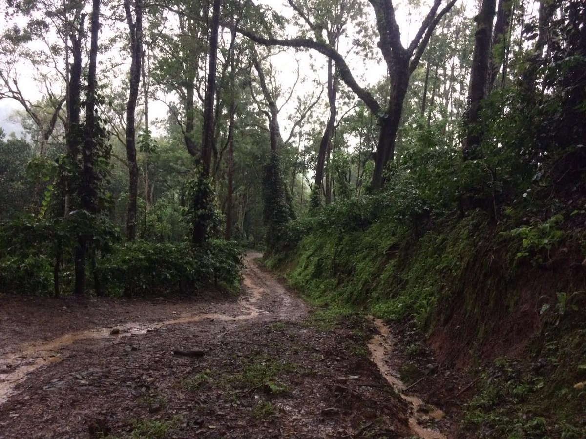 NakulDev29's tweet photo. Off roading #coorg #weekendextended #ExploringKarnataka #roadtrip https://t.co/Dp3jtI6sAH