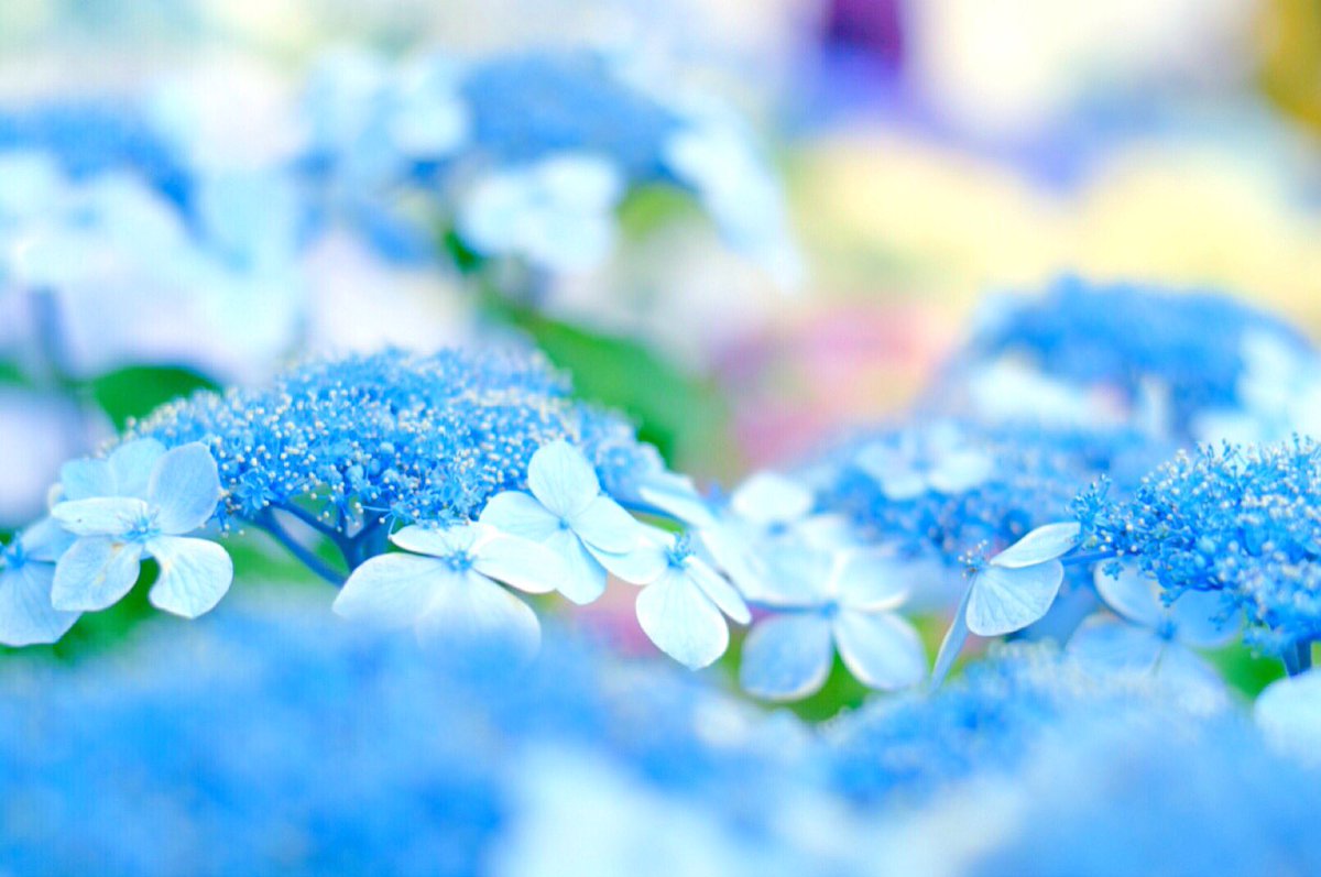 104_ss92's tweet photo. あじさいぷーる

#ファインダー越しの私の世界 
#写真好きな人と繋がりたい 
#写真で伝えたい私の世界 
#Nikon
#D5300
#紫陽花 https://t.co/x8n3jpJNPg