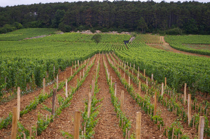 Les Longeroies climatsdebourgogne.wordpress.com/2016/07/07/les…