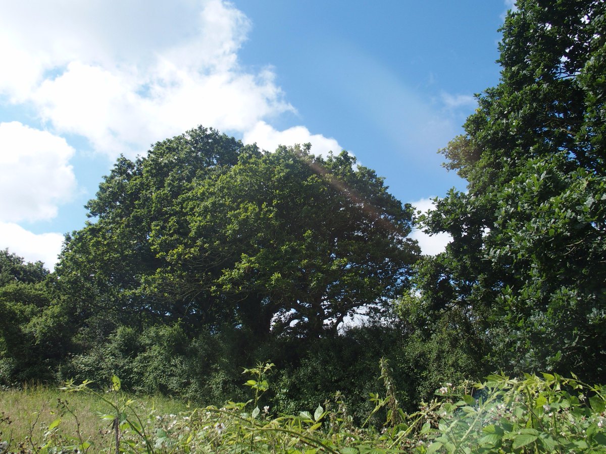 Tree surveys for an future development in Sussex. Visit our website to find out more about the services we offer