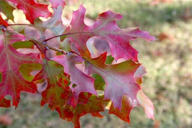 seanjamesdesign's tweet photo. For the month of July we have a #SpecialPromo for July! Every landscape valued over $10,000 gets a free oak tree! https://t.co/a8lkE2w3Xk