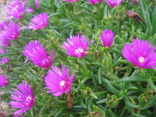 사람은 자기 자신의 행복과 불행을  스스로 만들고 운명이란 명칭을 붙인다. -비콘스필드
#송엽국