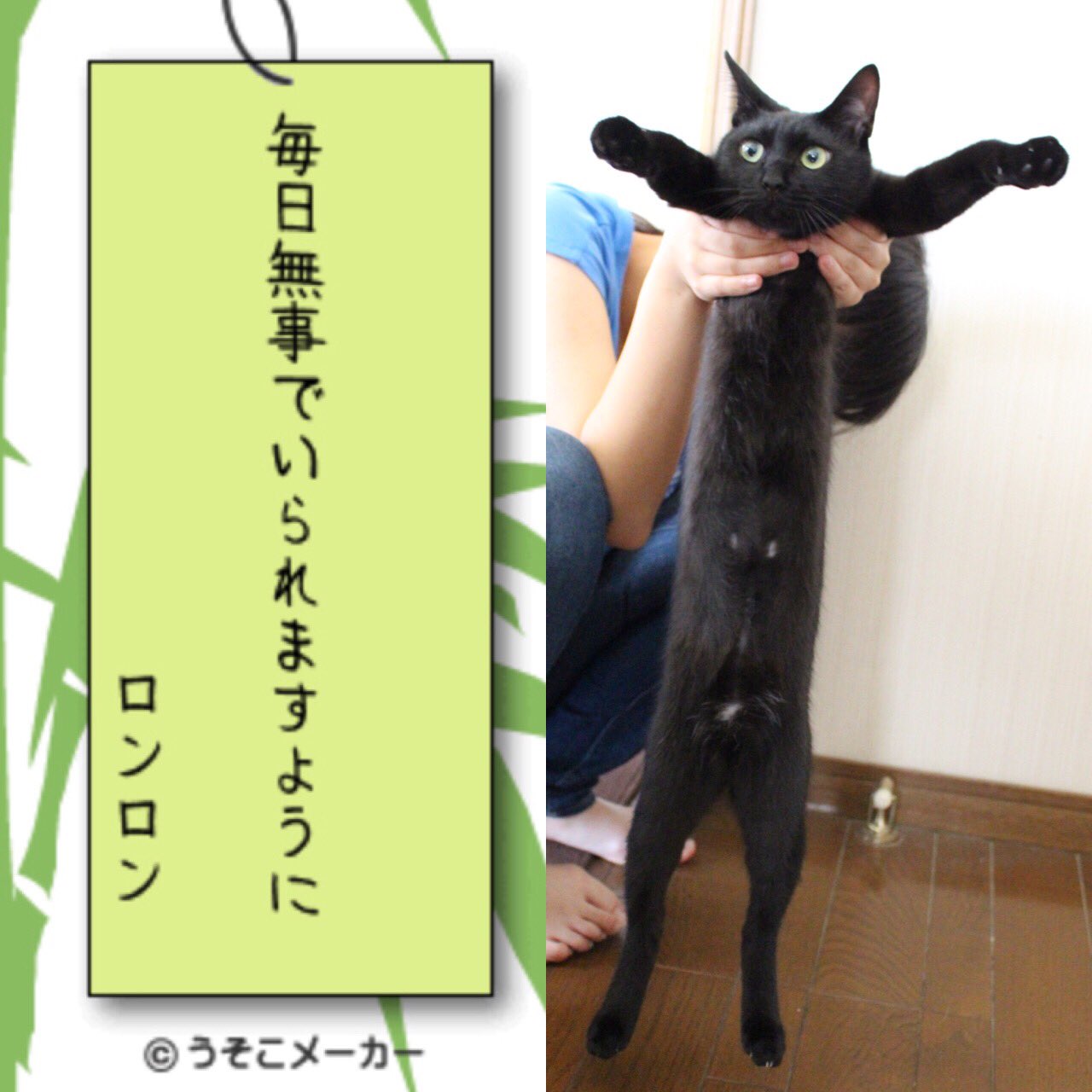 𝕠𝕟𝕖𝕓𝕒𝕟 七夕 願い事メーカー16 うそこメーカー ねこ ねこ部 黒猫 長い猫 T Co 9jickwgkzu Twitter