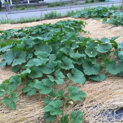 Cleverdoggies この１年の野菜記事 金糸瓜の成長状況 T Co Qqz1nqw1re 農薬を使用しない野菜栽培 T Co Ke7oh7u9hh