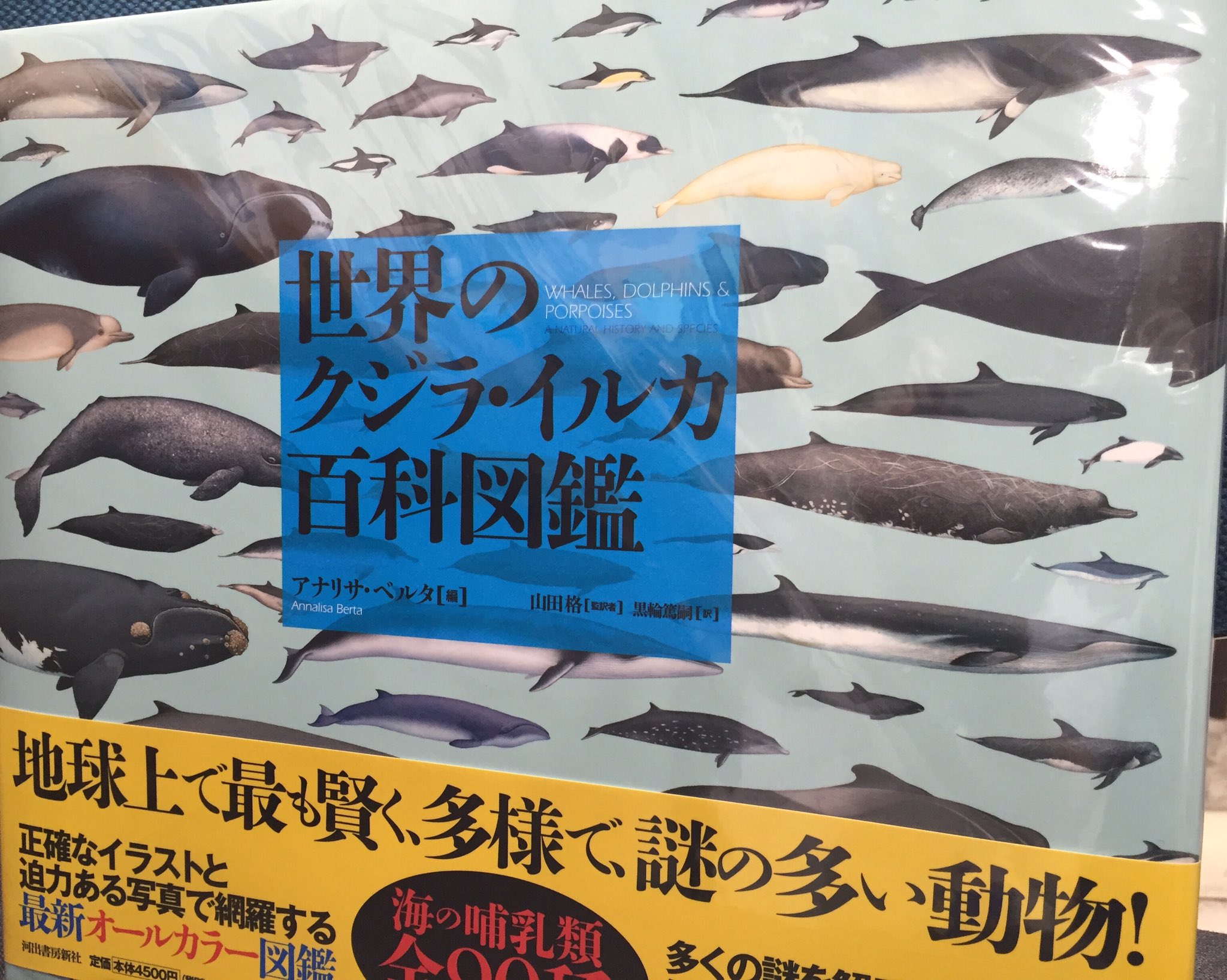 鬼瓦レッド Bookstore Clerk Syenzaramasuma1 世界のクジラ イルカ百科図鑑 アナリサ ベルタ著 河出書房新社 クジラ イルカが 90種類 オールカラーですよ 明正堂 T Co Mlmn06pknp Twitter