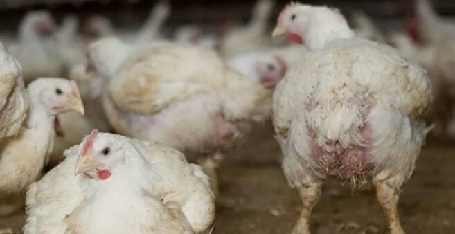 Sağlığımız için ilaçlı tavuk yemek istemiyoruz!

Tavuk şirketlerinden isteklerimiz
yutmayiz2.org/?b&utm_source=…
#yutmayız