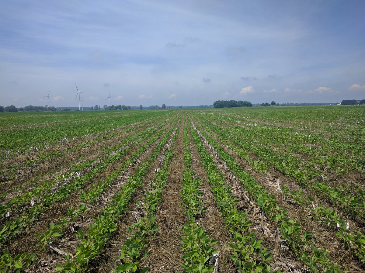 PetkerFarm's tweet photo. #covercrops are a learning experience. Soys #plantedgreen #OntAg https://t.co/uKOMHev8K6