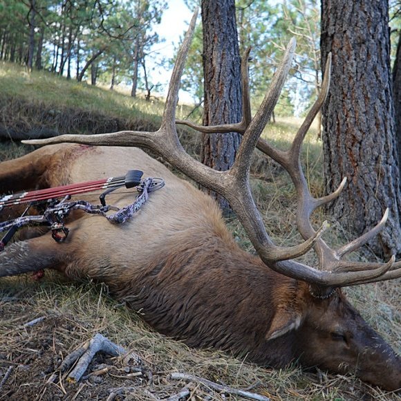 G5Outdoors's tweet photo. A bow fit for the mountain... #PrimeBows
https://t.co/FBNUjdPm1N https://t.co/CnMOcbSNzX