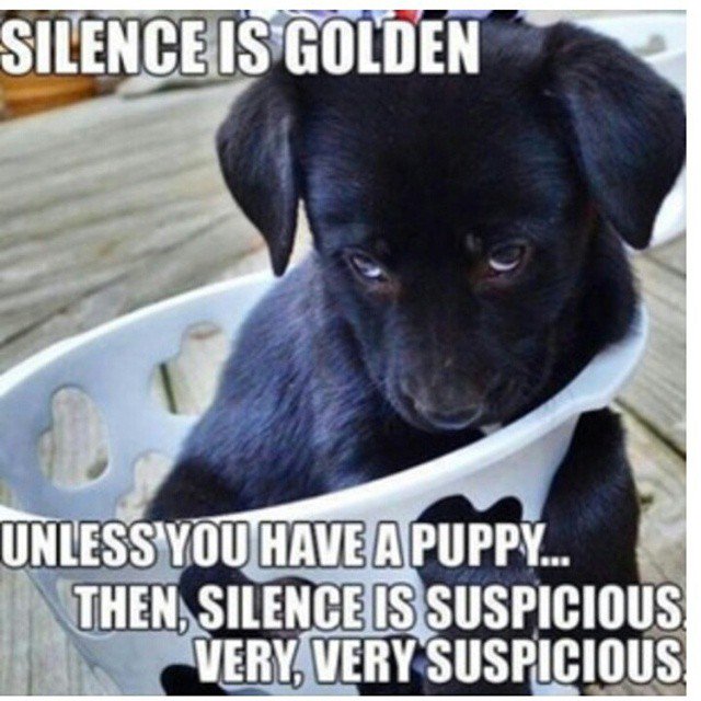 Dog Lover tweet media