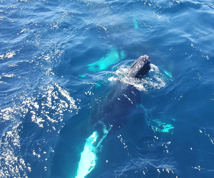 NLtweets's tweet photo. Agreed! MT @obrienstours: The most wonderful time of the year- #whalewatching in #ExploreNL https://t.co/aEUV4dIwn6. https://t.co/4Ytdf9x7tL