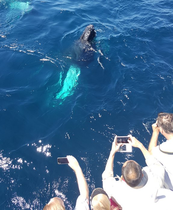 NLtweets's tweet photo. Agreed! MT @obrienstours: The most wonderful time of the year- #whalewatching in #ExploreNL https://t.co/aEUV4dIwn6. https://t.co/4Ytdf9x7tL