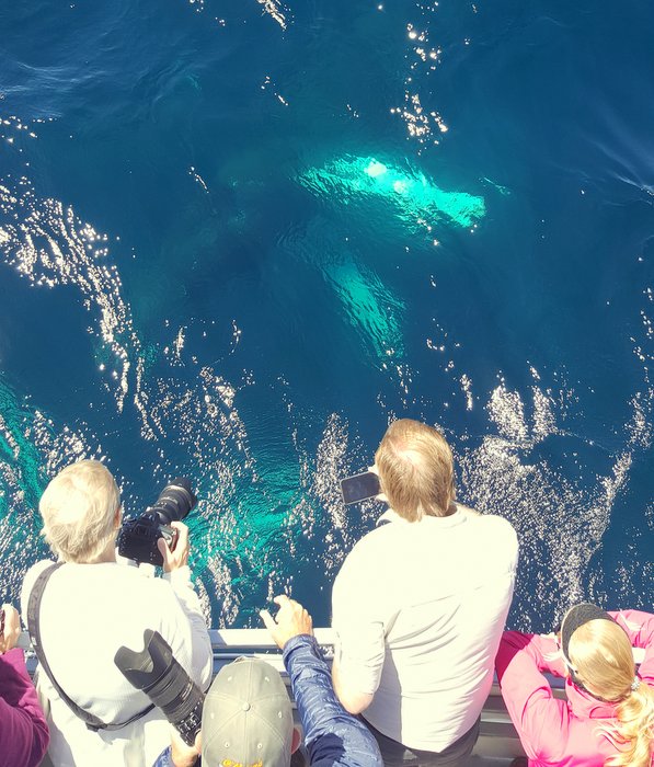 Agreed! MT <a href="/obrienstours/">O'Brien's Boat Tours</a>: The most wonderful time of the year- #whalewatching in #ExploreNL goo.gl/douZQN.