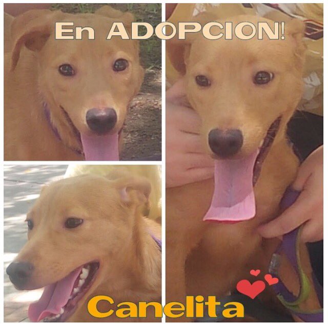 fmrd87's tweet photo. @SiempreRescate Canelita! busca dulce hogar. Bella, 7m, vacunada, esterilizada. Sólo Ccs. Inf @GALITAGO https://t.co/Bz9HYqGtqa