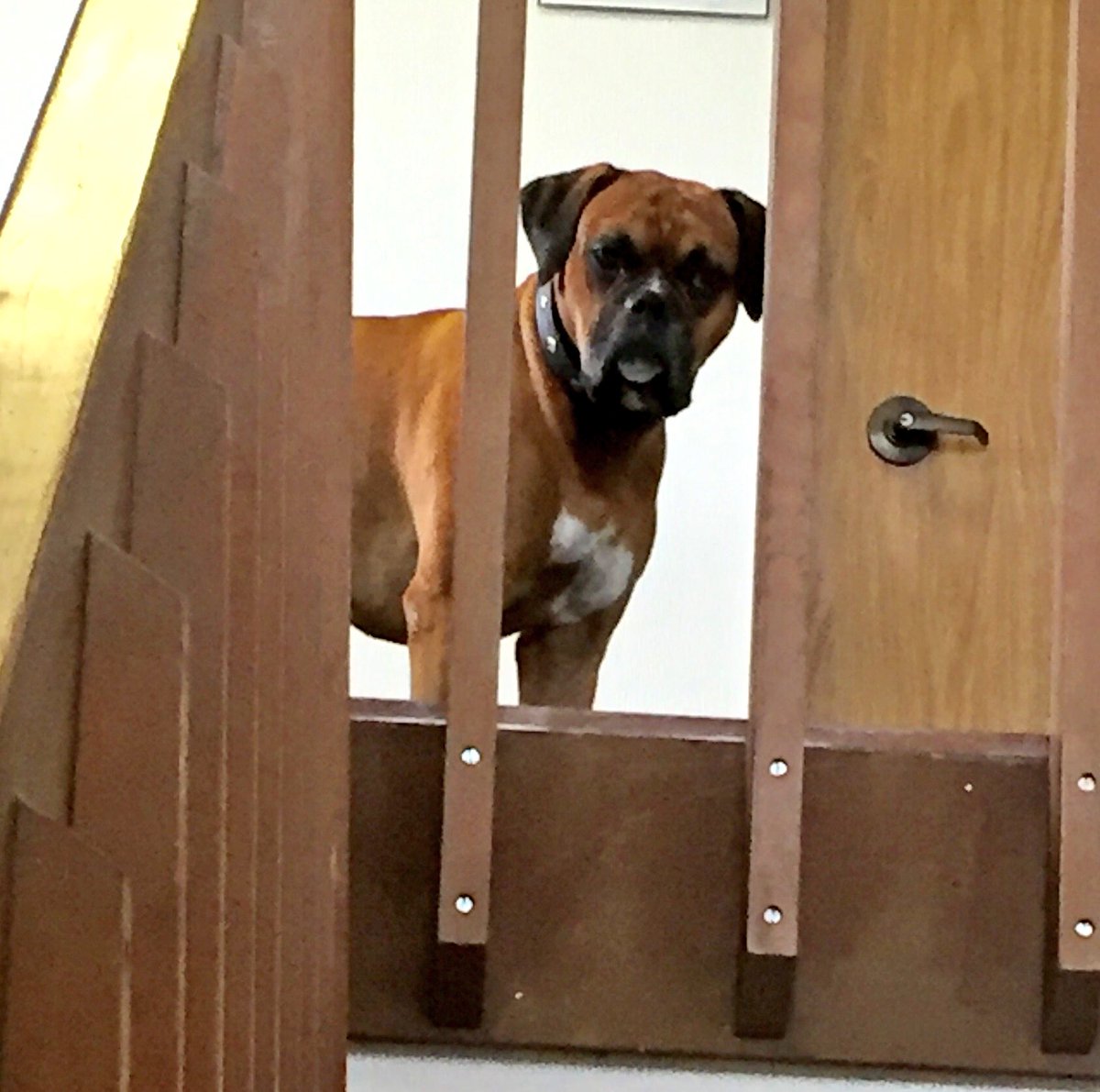 ChiefK9Officer's tweet photo. You coming? #officedog #dogsatwork https://t.co/9Hj2g6bsym