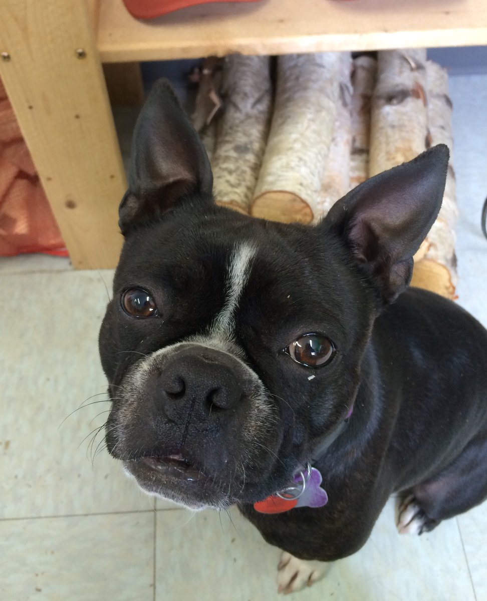 Good_Wood_Fuel's tweet photo. Best office visitor ever! #logdog #bostonterrier #thatfacethough https://t.co/Coh4omdm4g