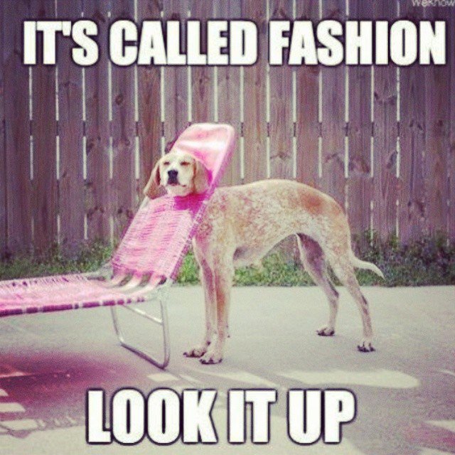 Dog Lover tweet media