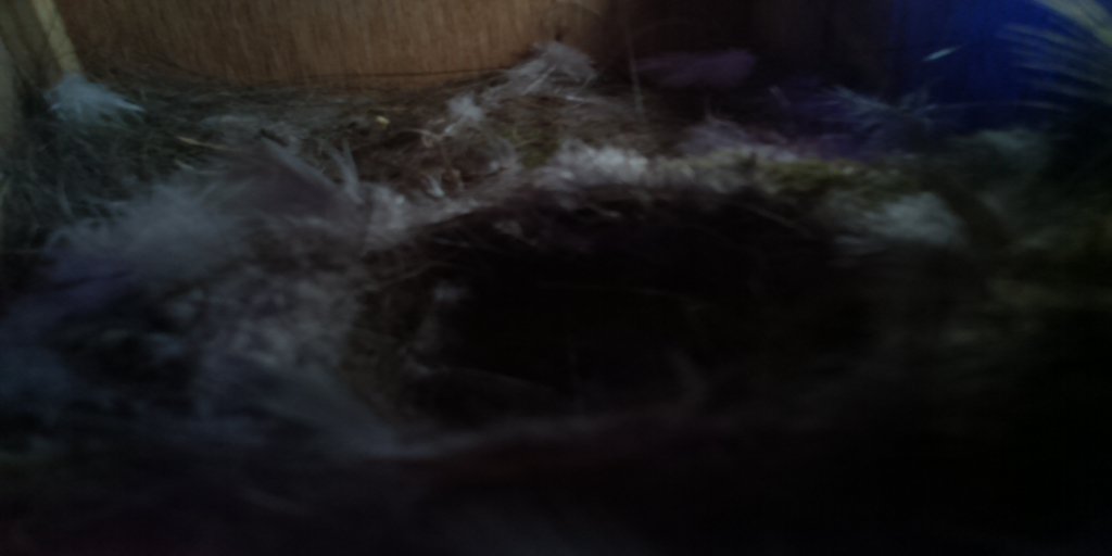 BirdsEyeView_'s tweet photo. here is the bird box20160707-180422 https://t.co/8QONi161zc