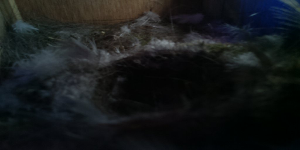 BirdsEyeView_'s tweet photo. here is the bird box20160707-180320 https://t.co/acITaXC8iH