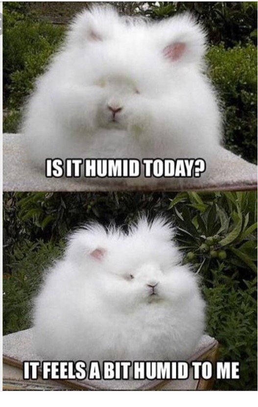 jeannemfarnan's tweet photo. My hair tripled in size in a block #curlyprobs https://t.co/KfzQxvgVwn