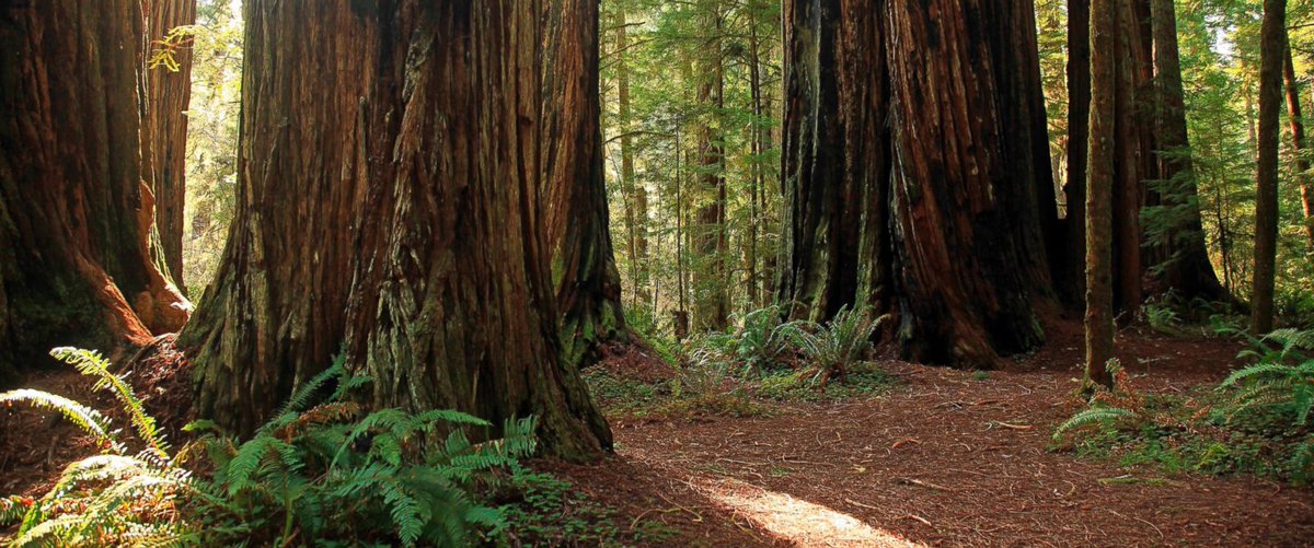 #California #drought causing #tree deaths by the millions - read more via <a href="/ABC/">ABC News</a> - ow.ly/v7Oh301ZDkp