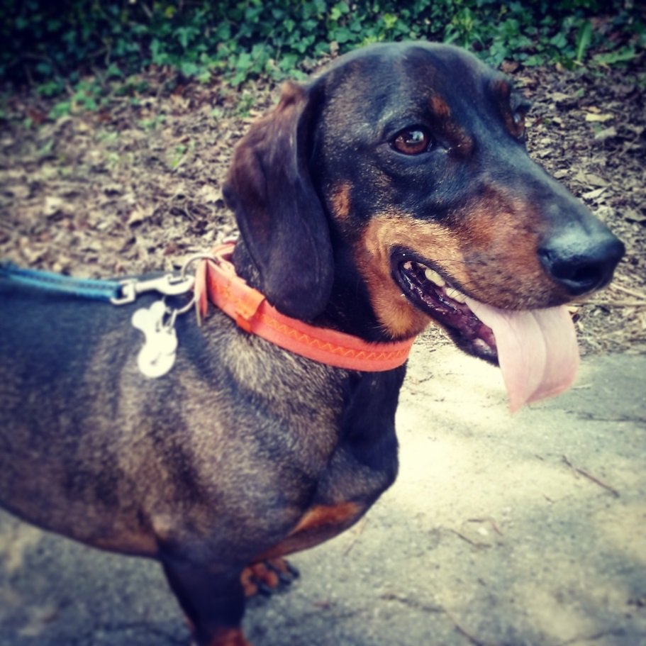 darlingtonbc's tweet photo. Kings Church, Prospect Place tom 9am-4pm @pdsa_hq offering pet advice and free dog health checks. Microchipping £10. https://t.co/eqHlifqRw5