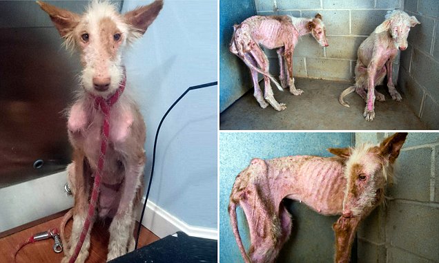 DogRealStory's tweet photo. The dogs who refused to die: Pets which had been starved and maltreated ... - https://t.co/GcP73AOFuy #DogRealStory https://t.co/zROuAznN85