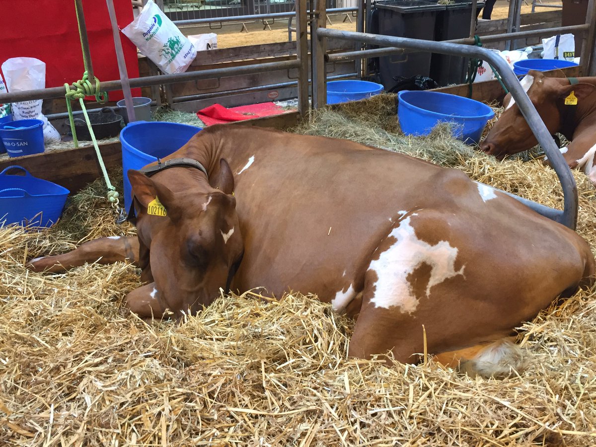 An Ayrshire exhausted by the excitement of winning first prize for a heifer in milk. @LivestockEvent <a href="/halmyreurr/">Halmyre Urr Ayrshire</a>