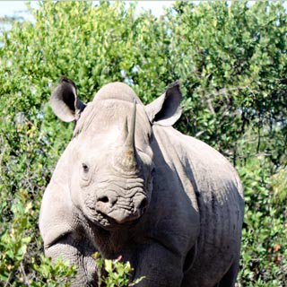 HelpingRhinos's tweet photo. Tough anti-poaching operations at @OlPejeta and black rhino pop flourishing. Let's keep up.. https://t.co/LJVV1pcgPo https://t.co/63R7zE8uJh