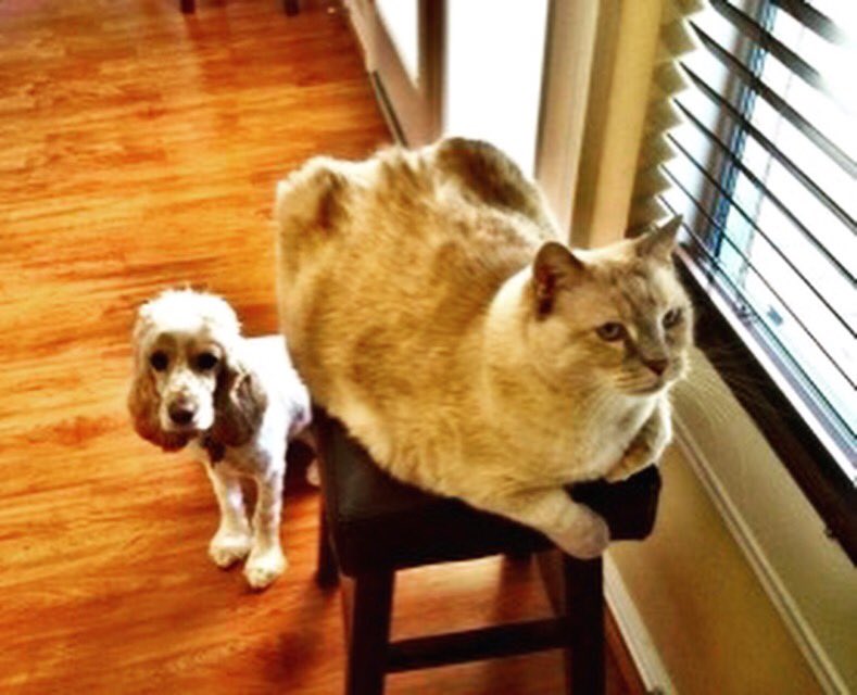 thedoorbuddy's tweet photo. Has your cat finally ran out of hiding places? Time for a Door Buddy! #thedoorbuddy #dogproofing #Cats https://t.co/KR7bz7QVvx
