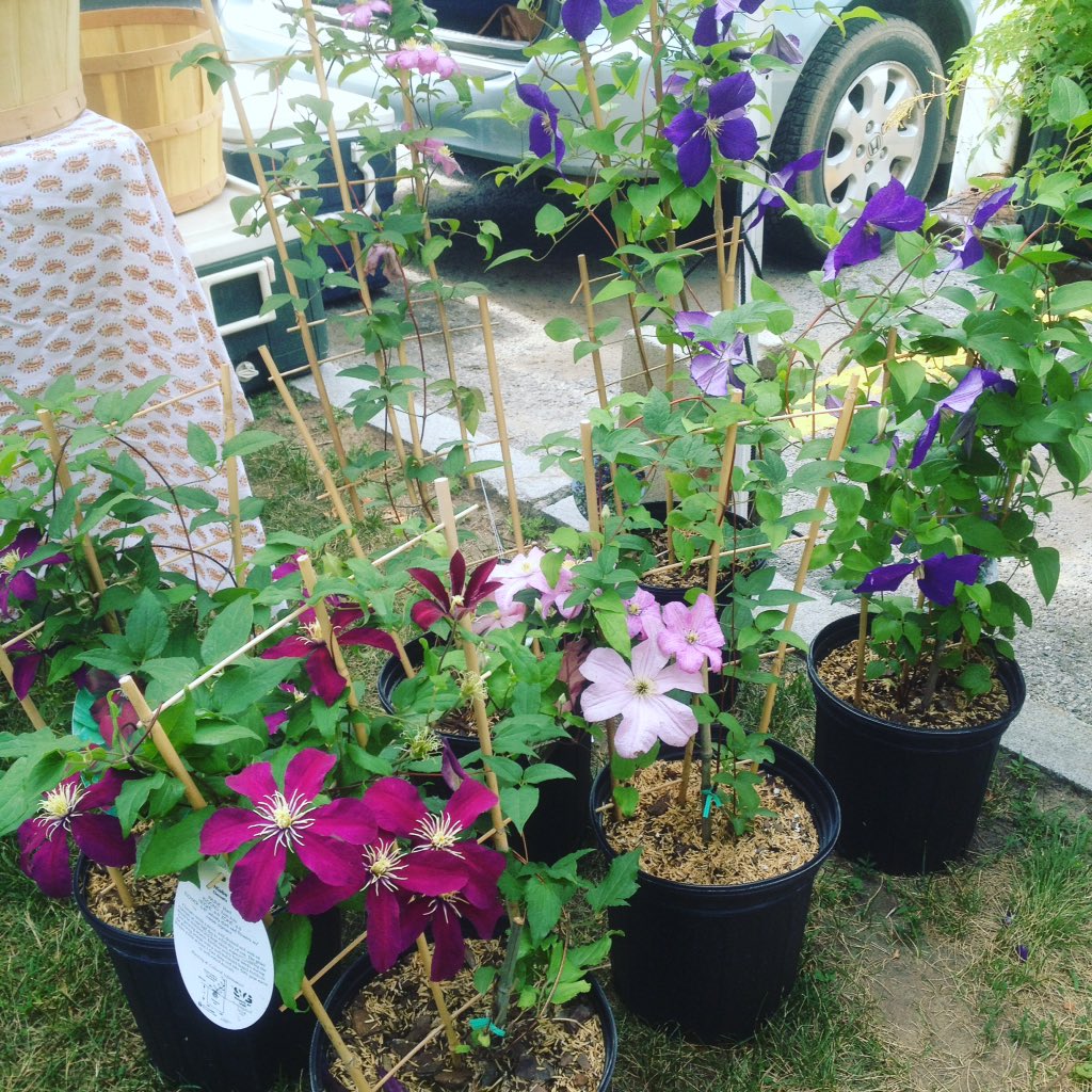 FMFMAMarkets's tweet photo. Beyond your garden has beautiful Clematis available! Stop and see at Gloversville on Saturday! https://t.co/91NsERPdrQ